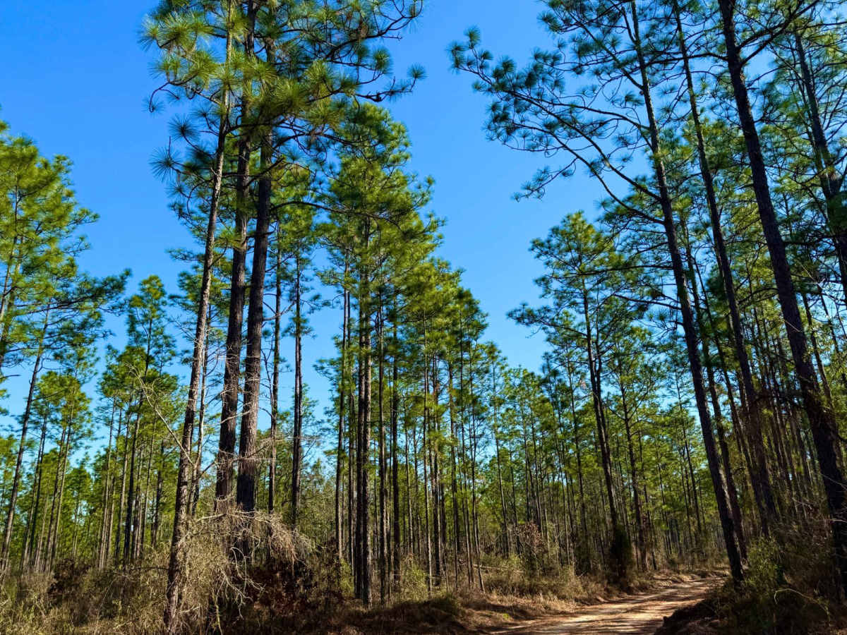 Florida State R81 photo 6