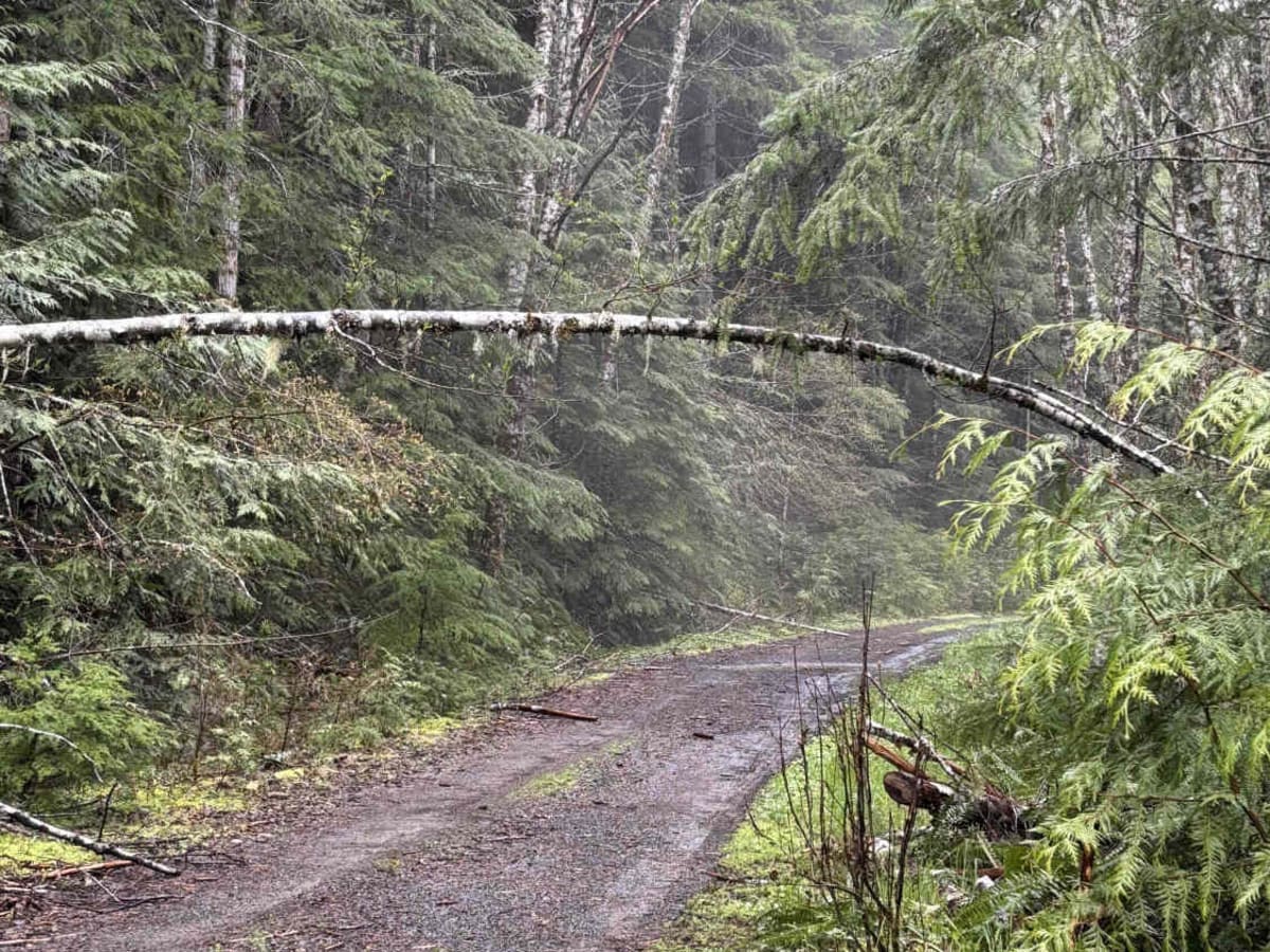 Wildcat/Nisqually Loop Trail photo 3