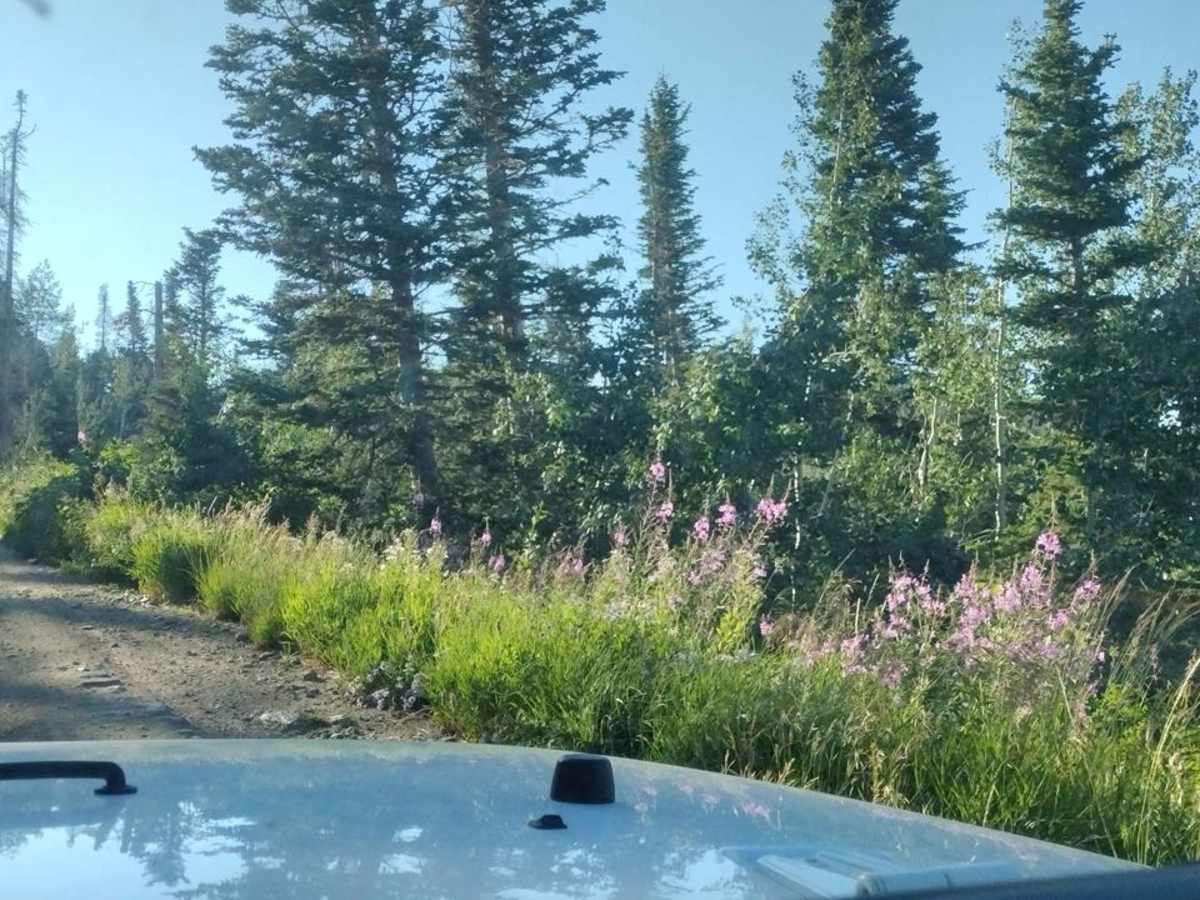 Sessions Mountain Road photo 3