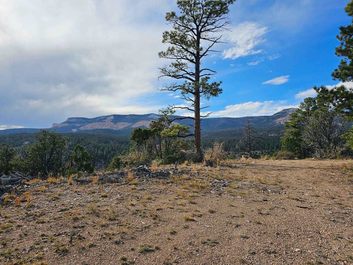Corn Creek-Stump Springs photo 5