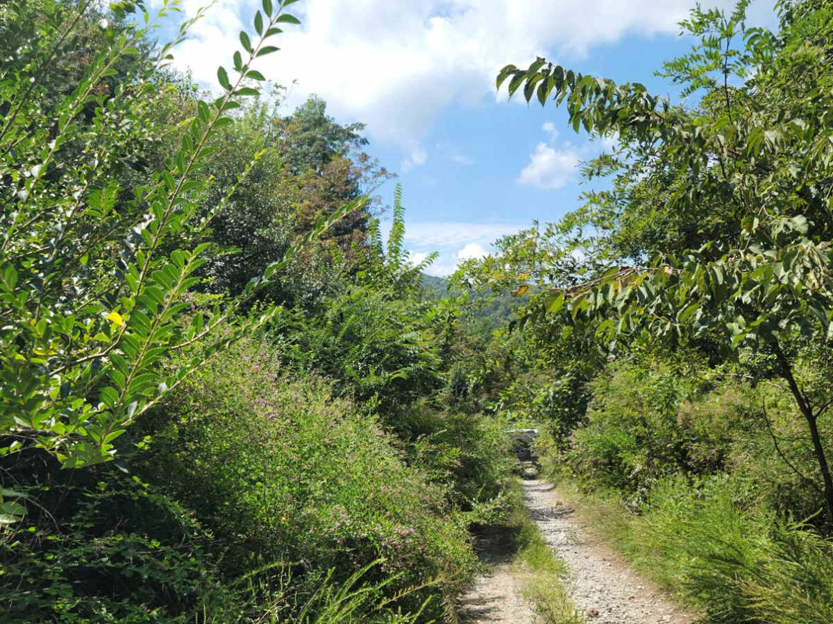G31 - Pinstripe Alley trail photo