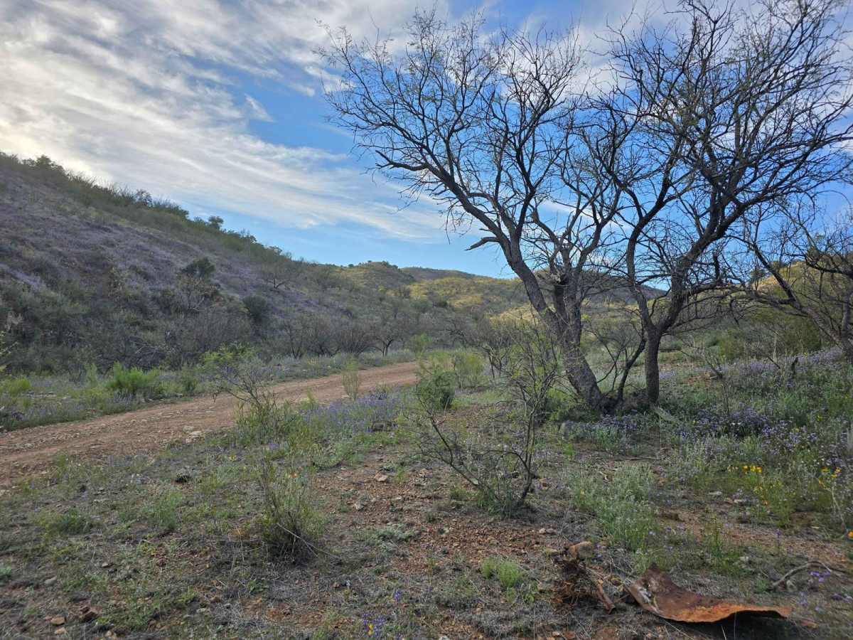 California Gulch Forest Road 217 photo 2