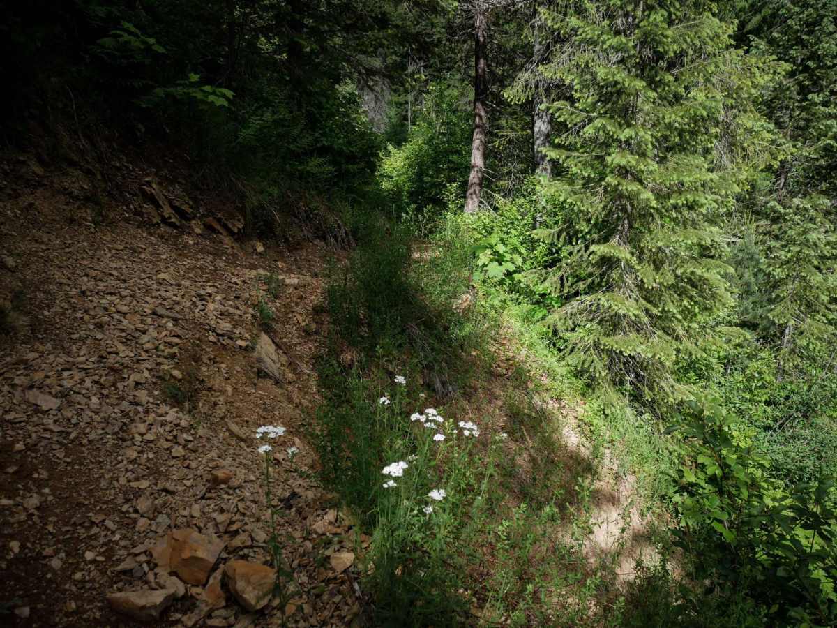 East Fork Big Creek photo 4