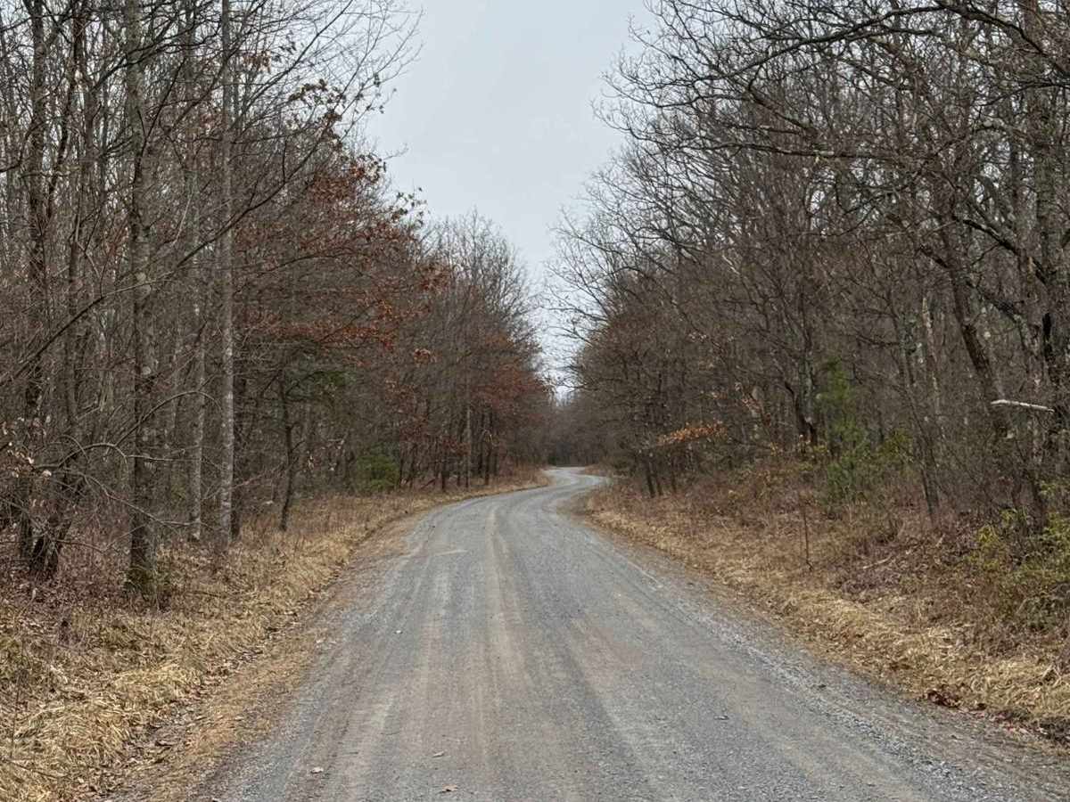 Panther Road photo 6