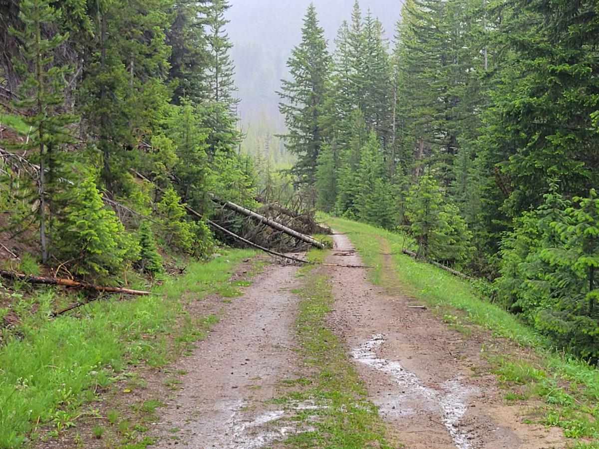 Forest Road 4235-100 photo 5