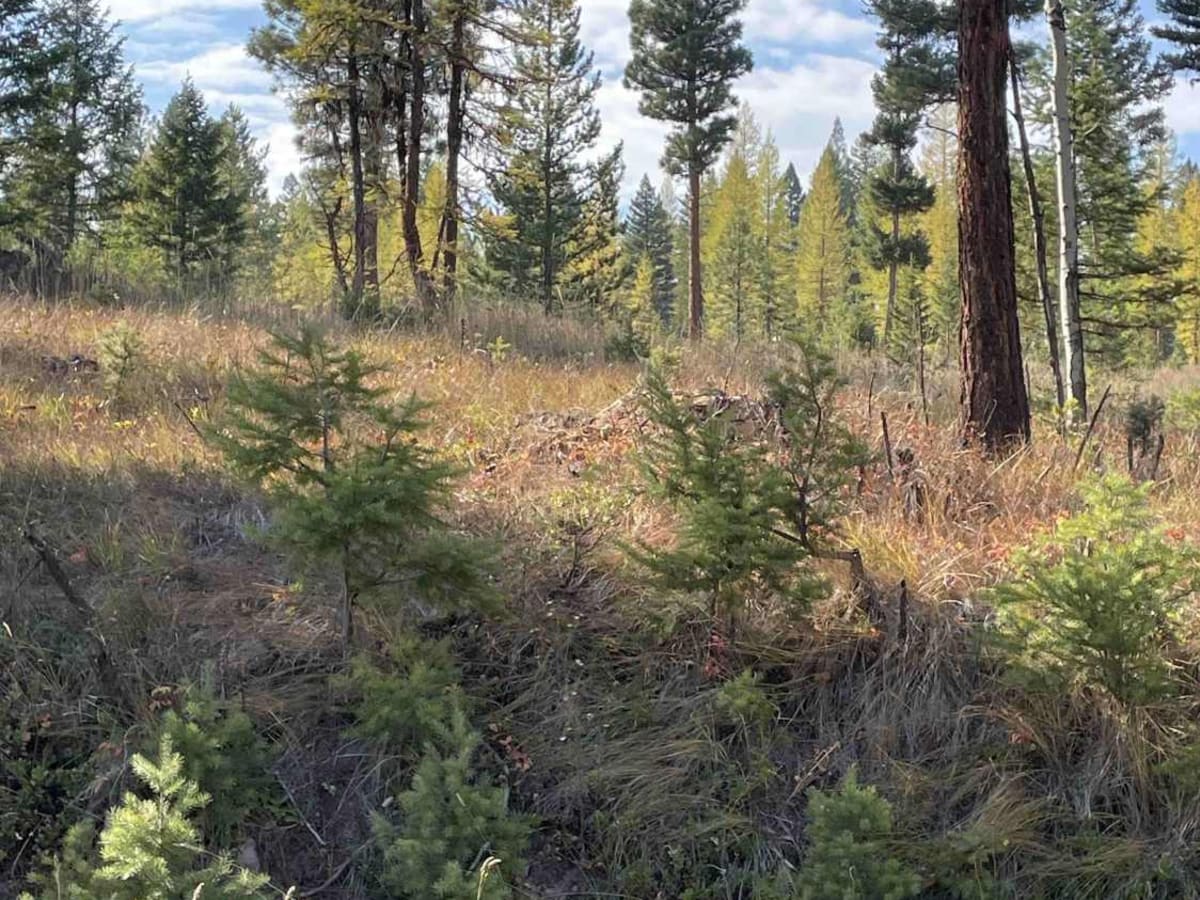 Placid Creek Road photo 3