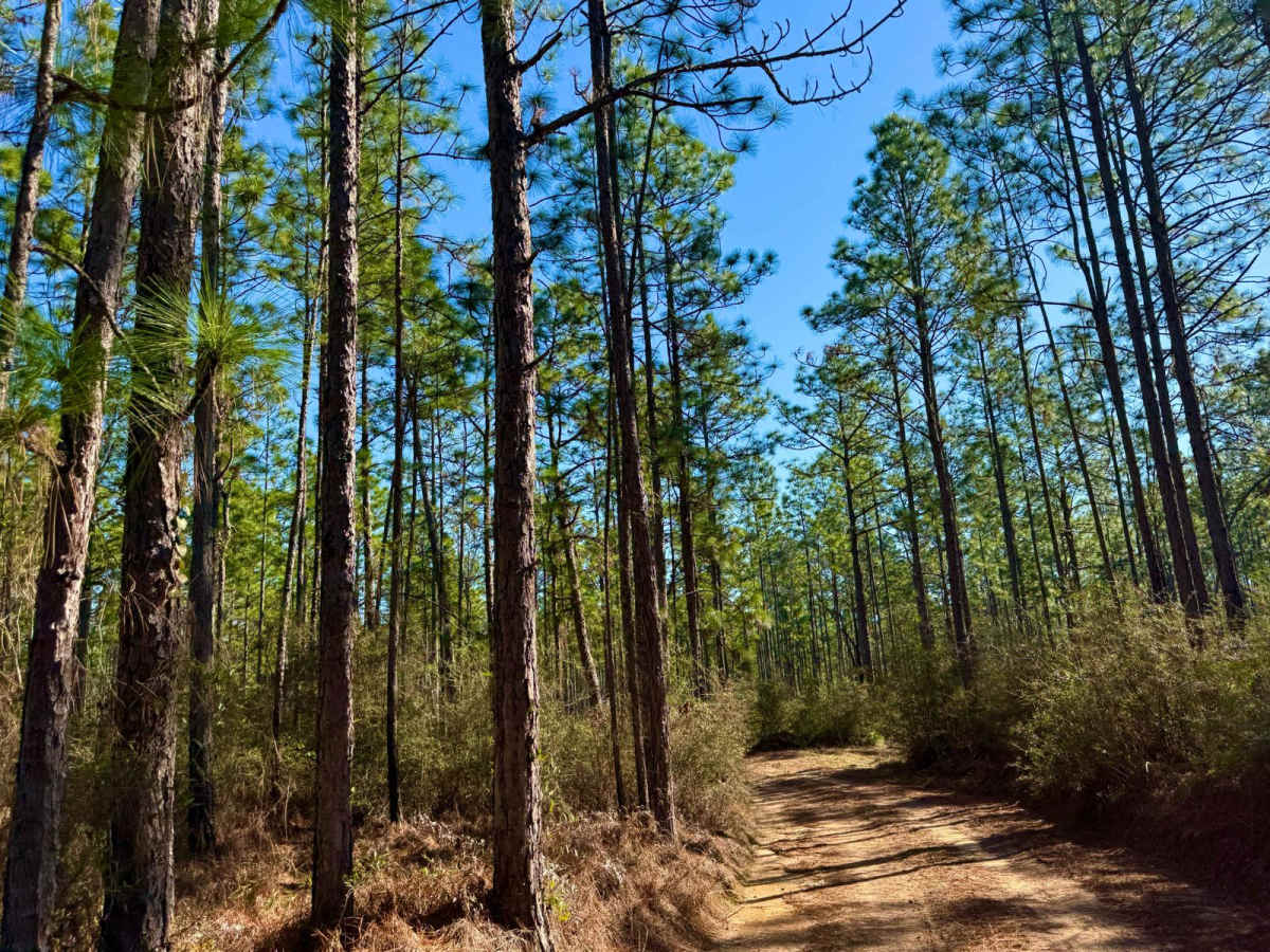 Florida State R81 photo 3