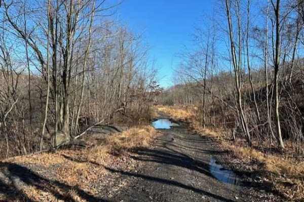 Locust Gap 4