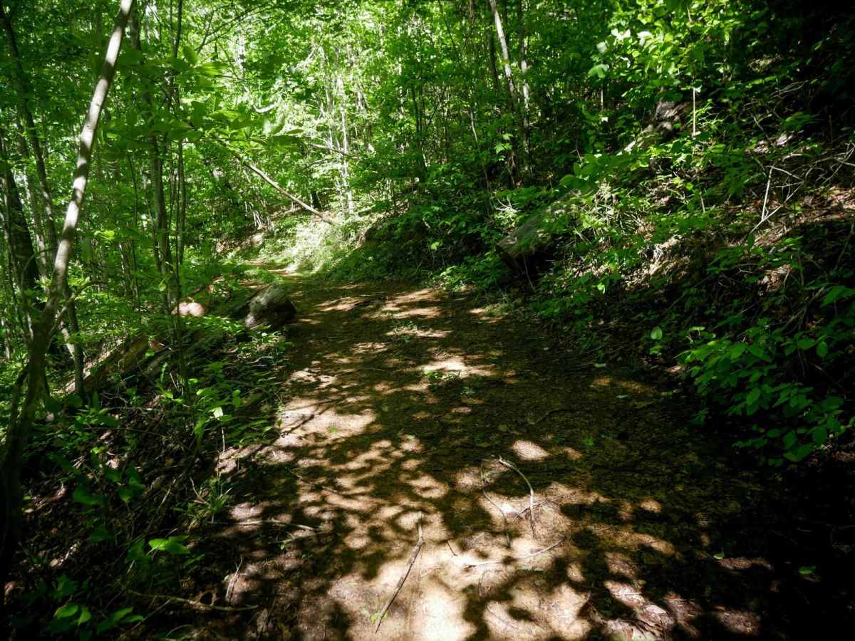 CC84 photo 5