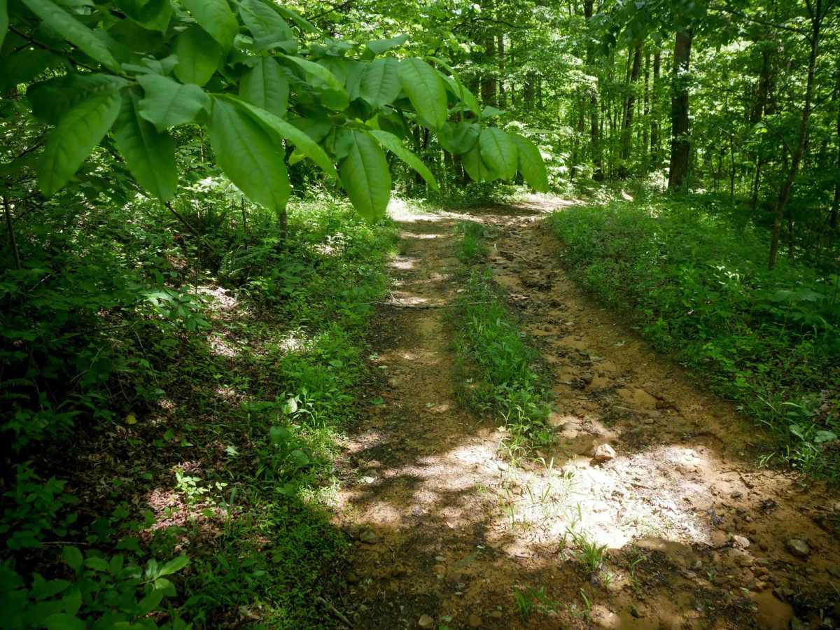 RV37 photo 4