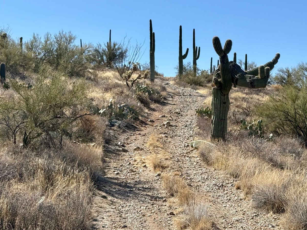 Palo Verde Pinstripes photo 5