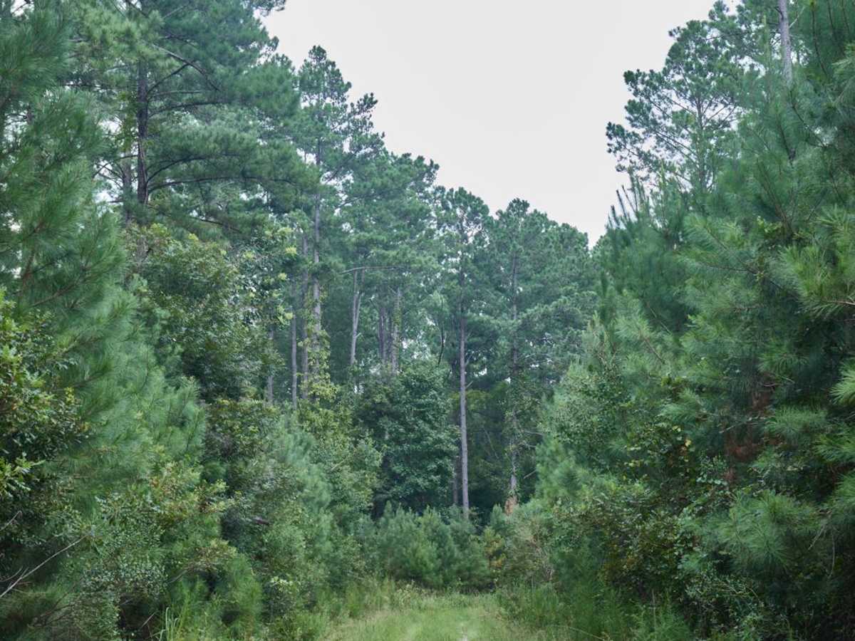 Polk Road photo 5