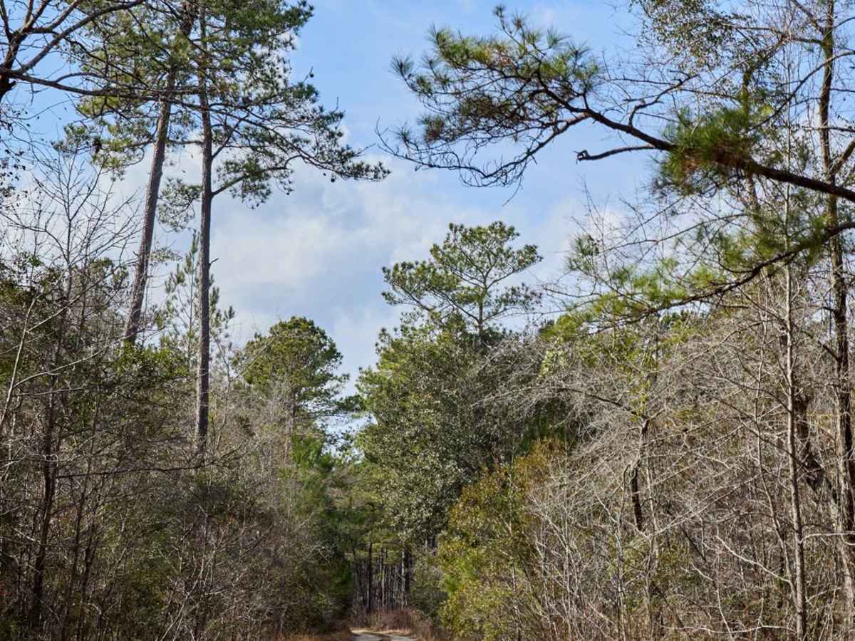 FSR 133 - Cane Gully Loop trail photo