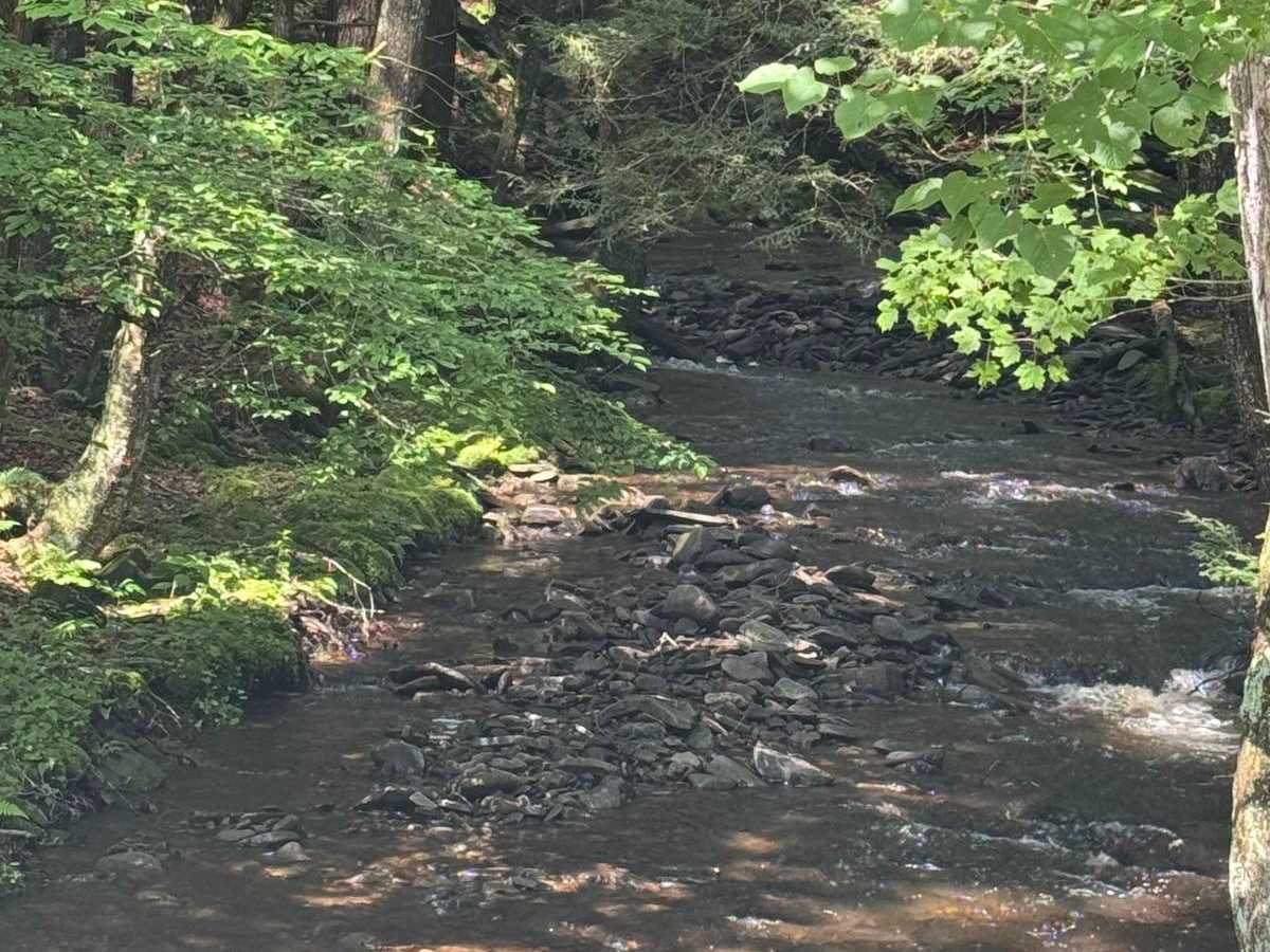 Cooley Creek Road photo 4