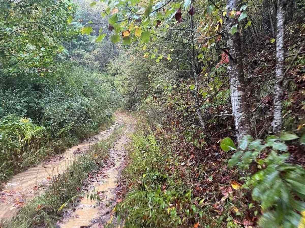 3B Green trail photo