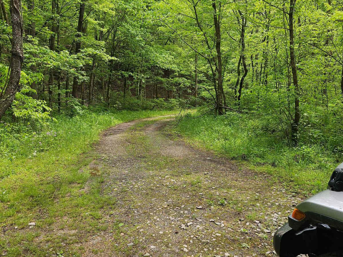 Forest Service Road 236 photo 4