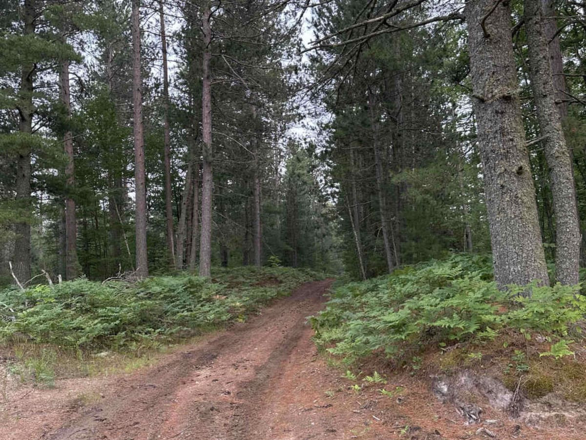 Calhane Grade trail photo