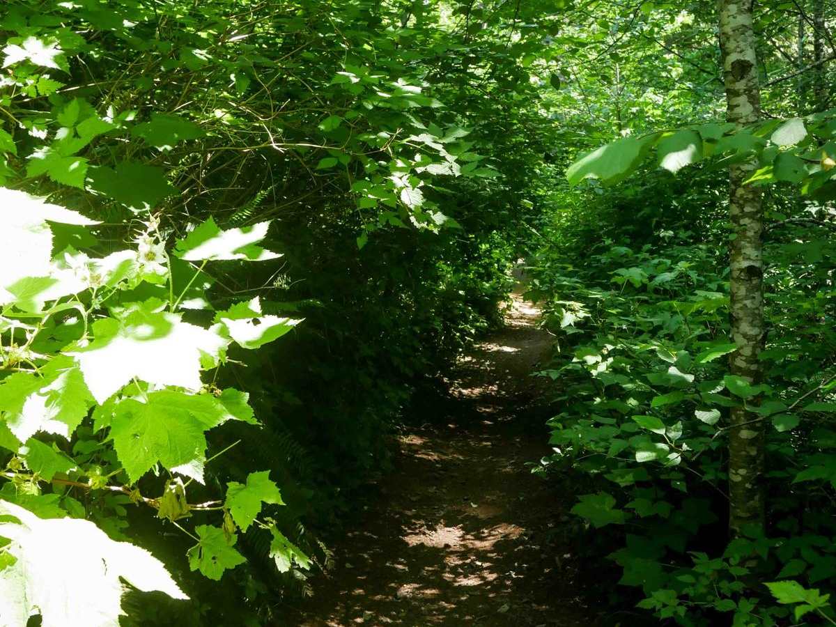 Jordan Creek #84 (Part 3) photo 4