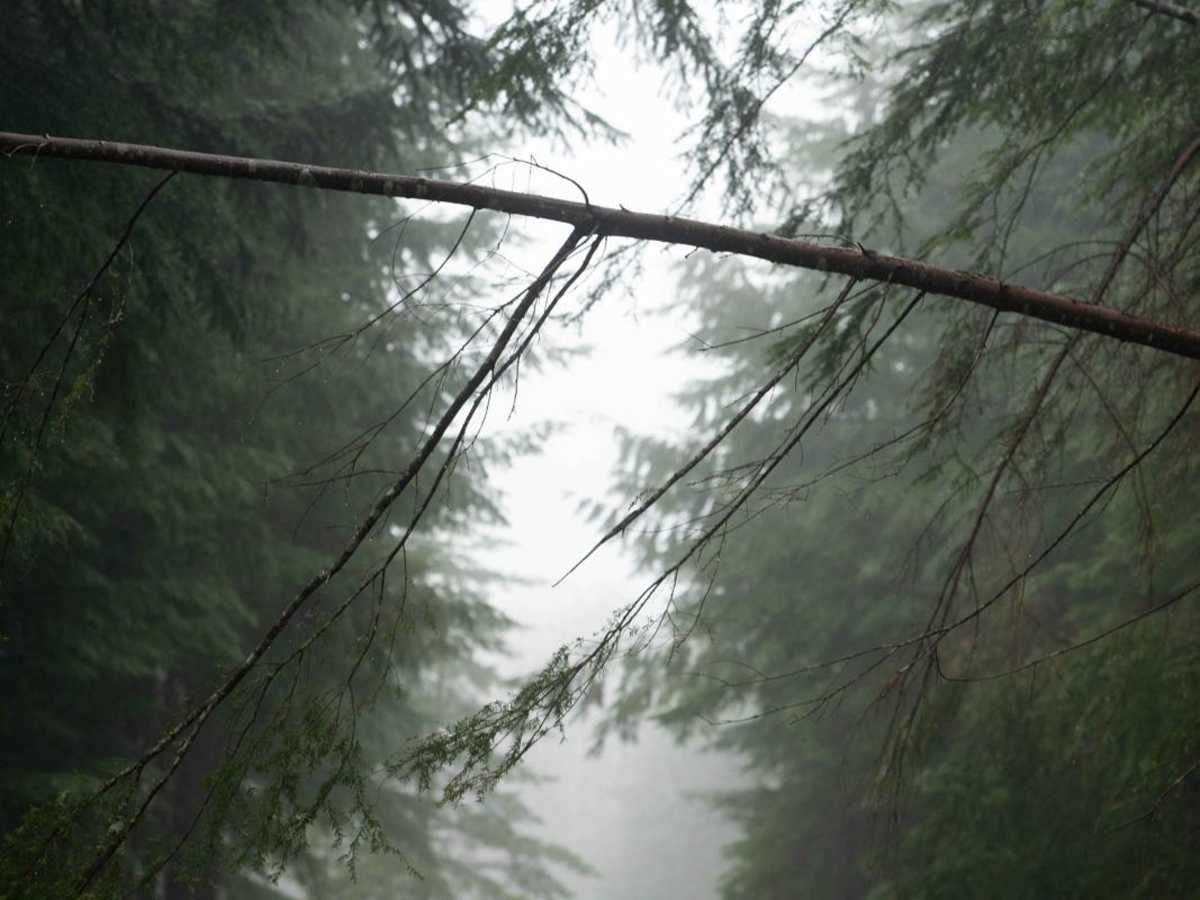 NF 7720000 photo 4