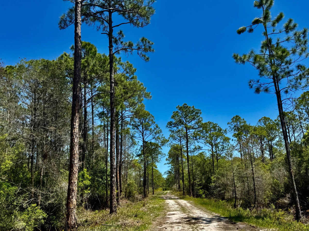 Road Camp Road photo 4