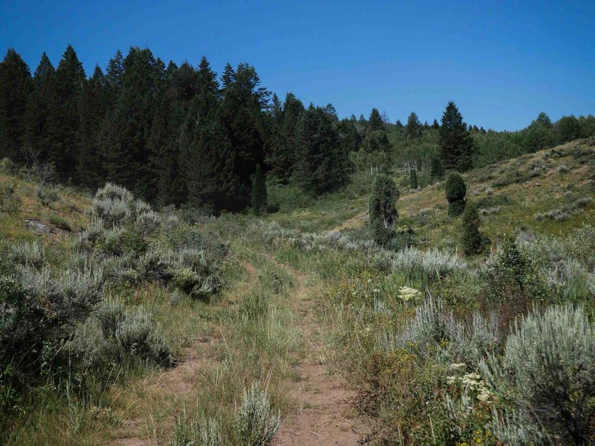 Trail Canyon #5254 photo 5