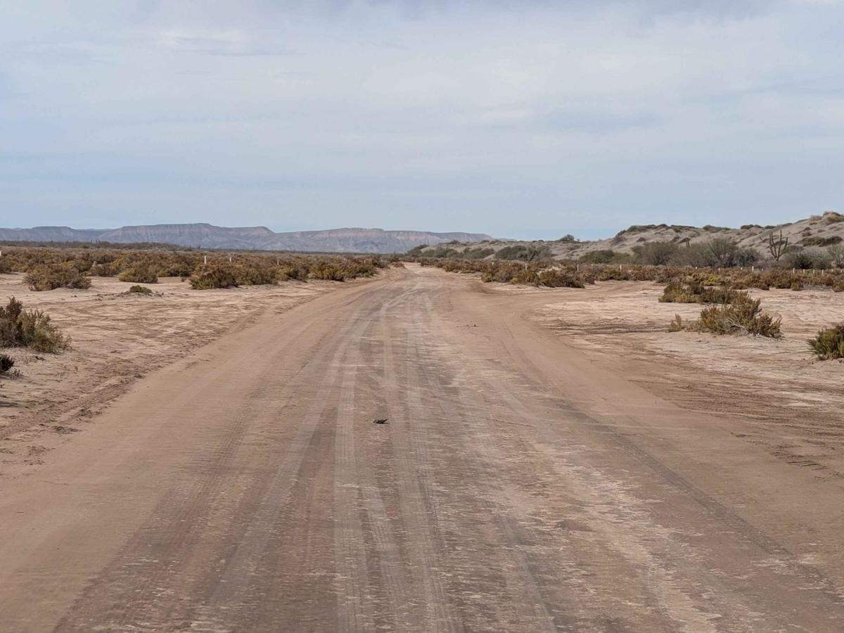 Dunas del Mogote West photo 6