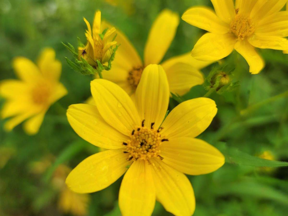 G24 - Wildflowers trail photo