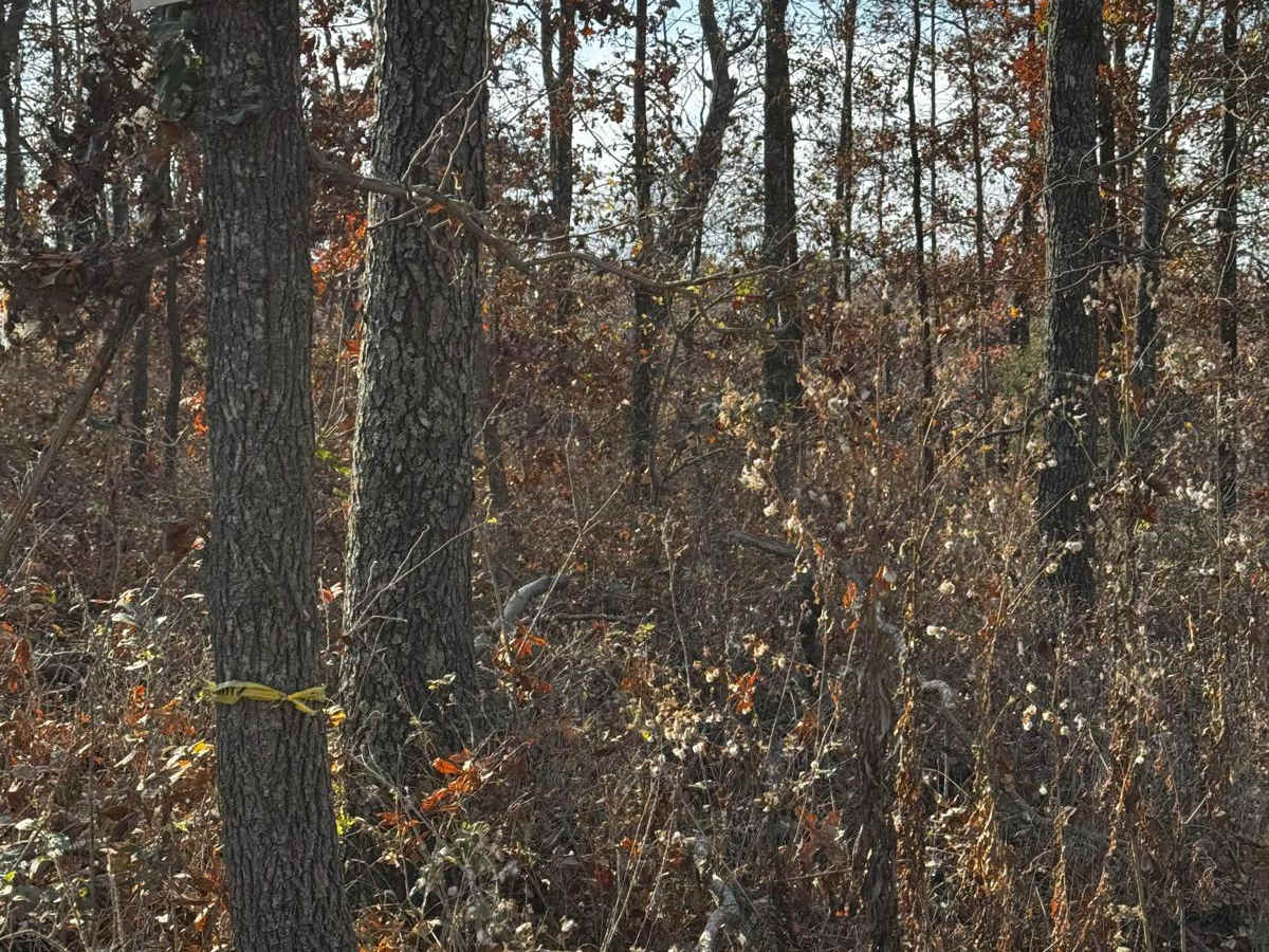 Mall Crawl trail photo