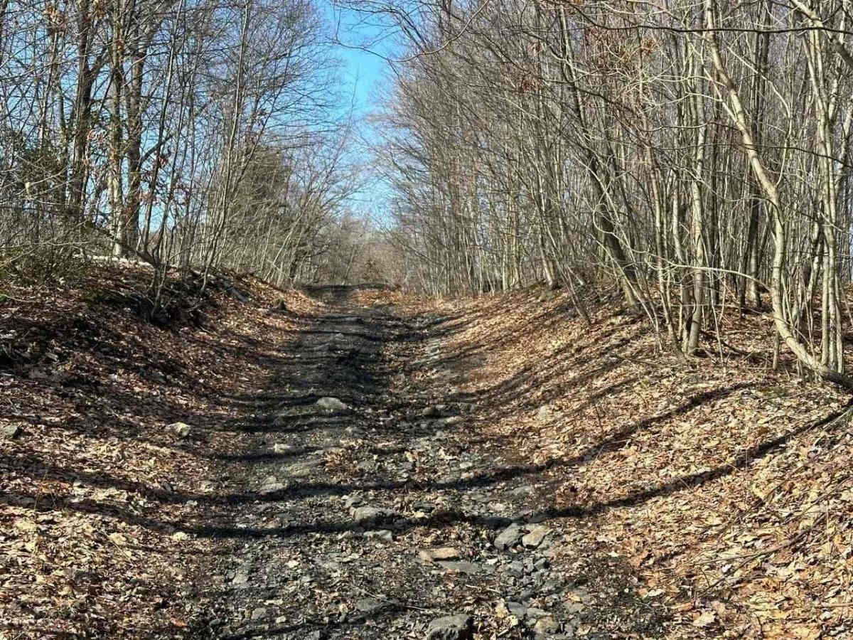 Locust Gap 38 photo 5