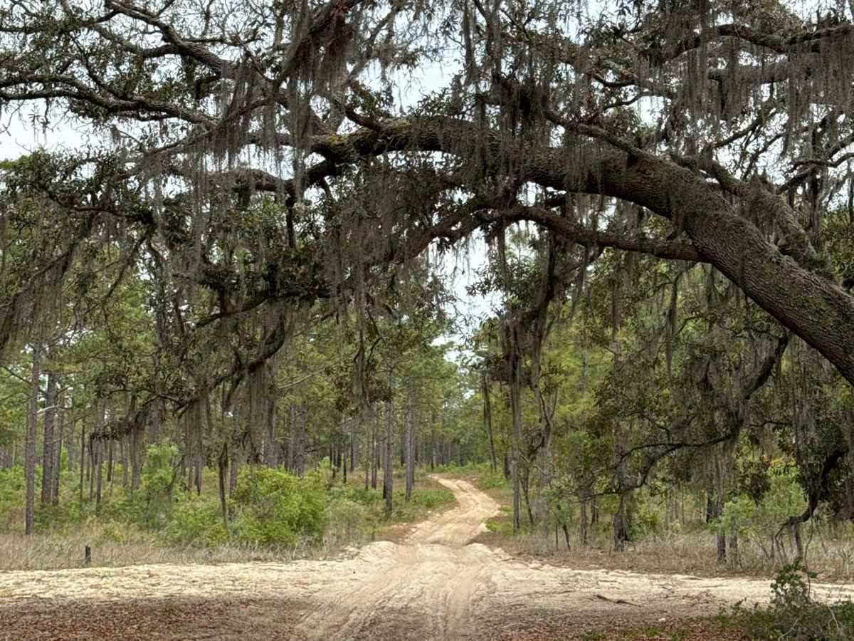 Ocala National Forest 63 trail photo