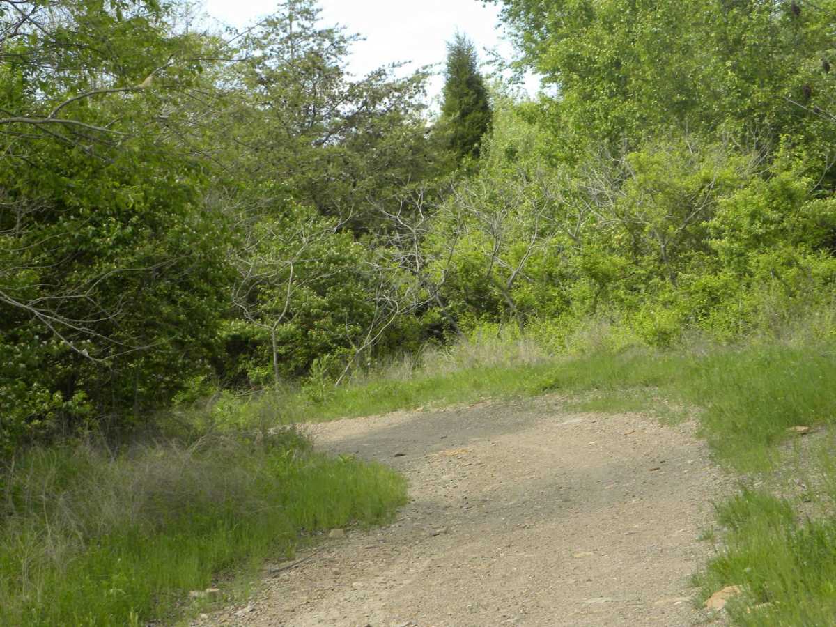 Trail 1A trail photo