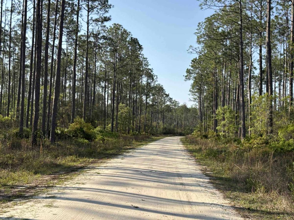 Ashmore - Apalachicola FR 321 photo 4