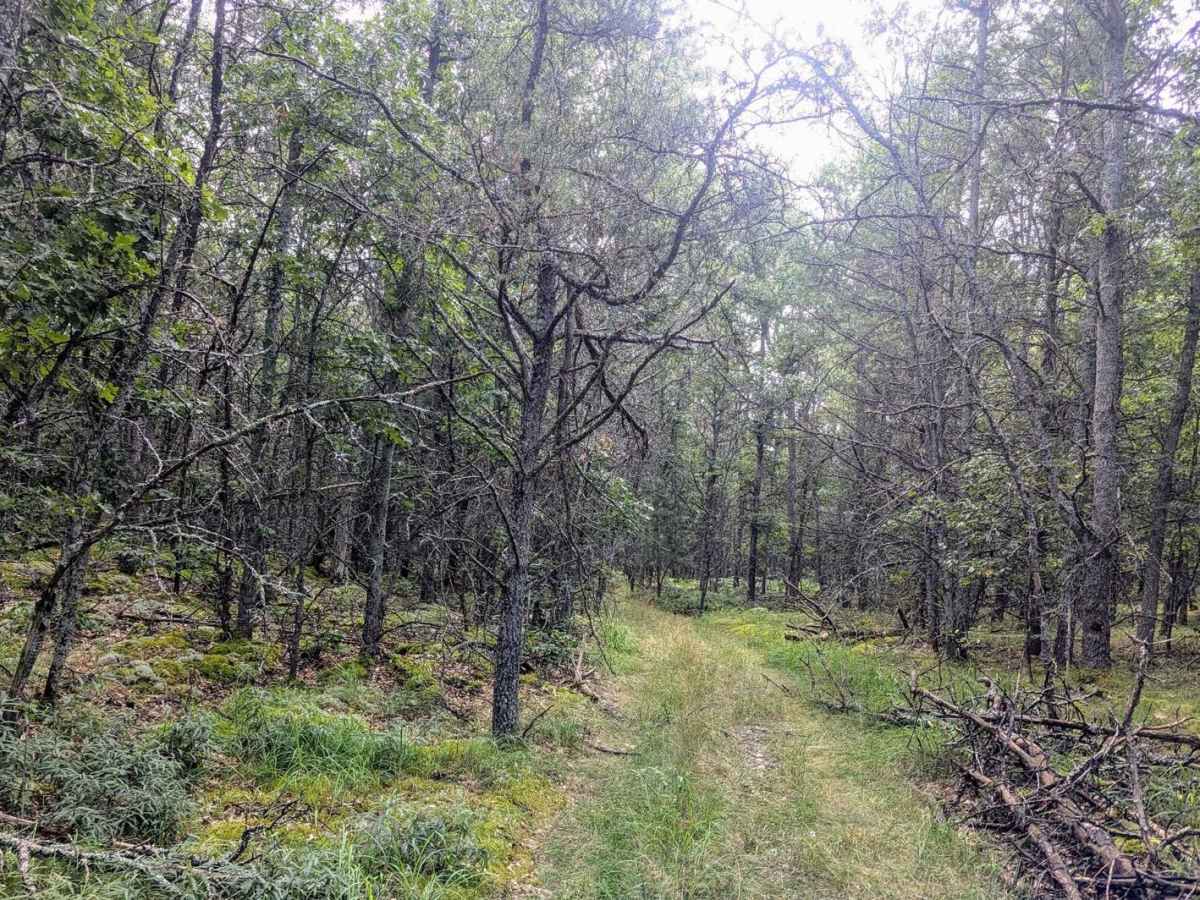 Huron NFS Trail 3079 photo 4