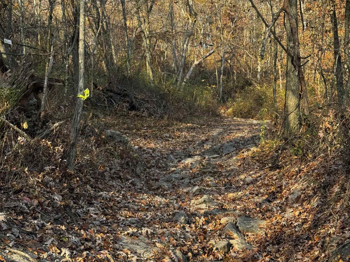 Kanes Candy Lane photo 5