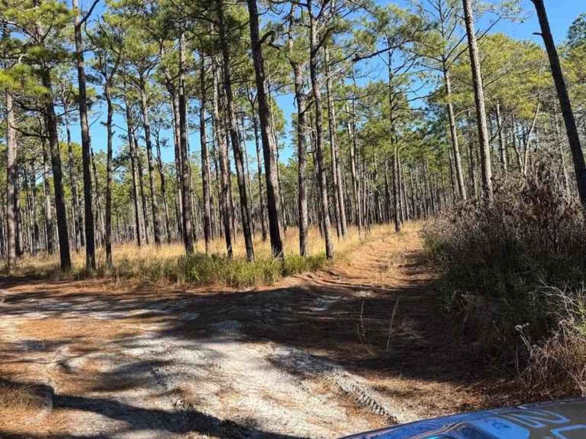 Pettiford Creek Branch 4 trail photo
