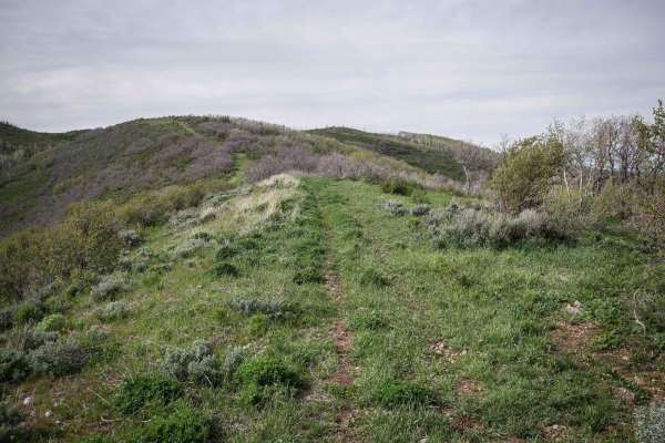 Teat Mountain ATV #202