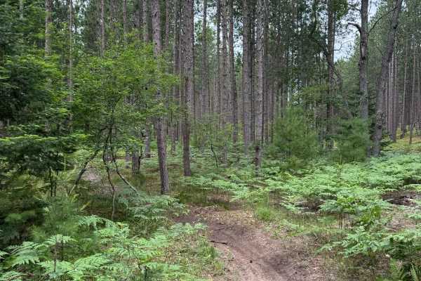 North Missaukee Singletrack Spur