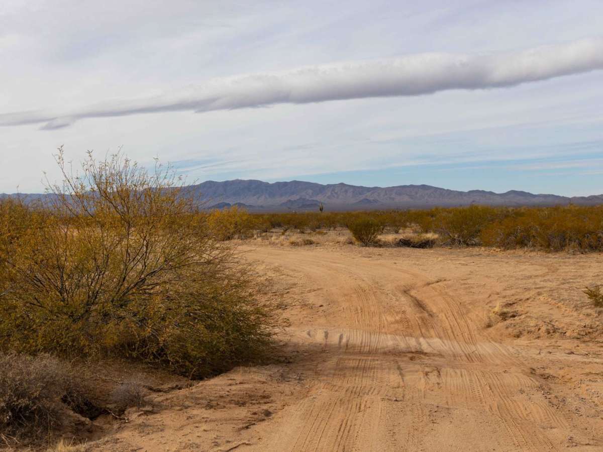 Fenceline Cholla photo 3