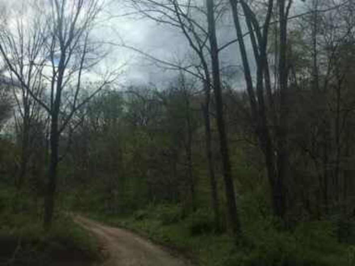 Wildcat trail photo
