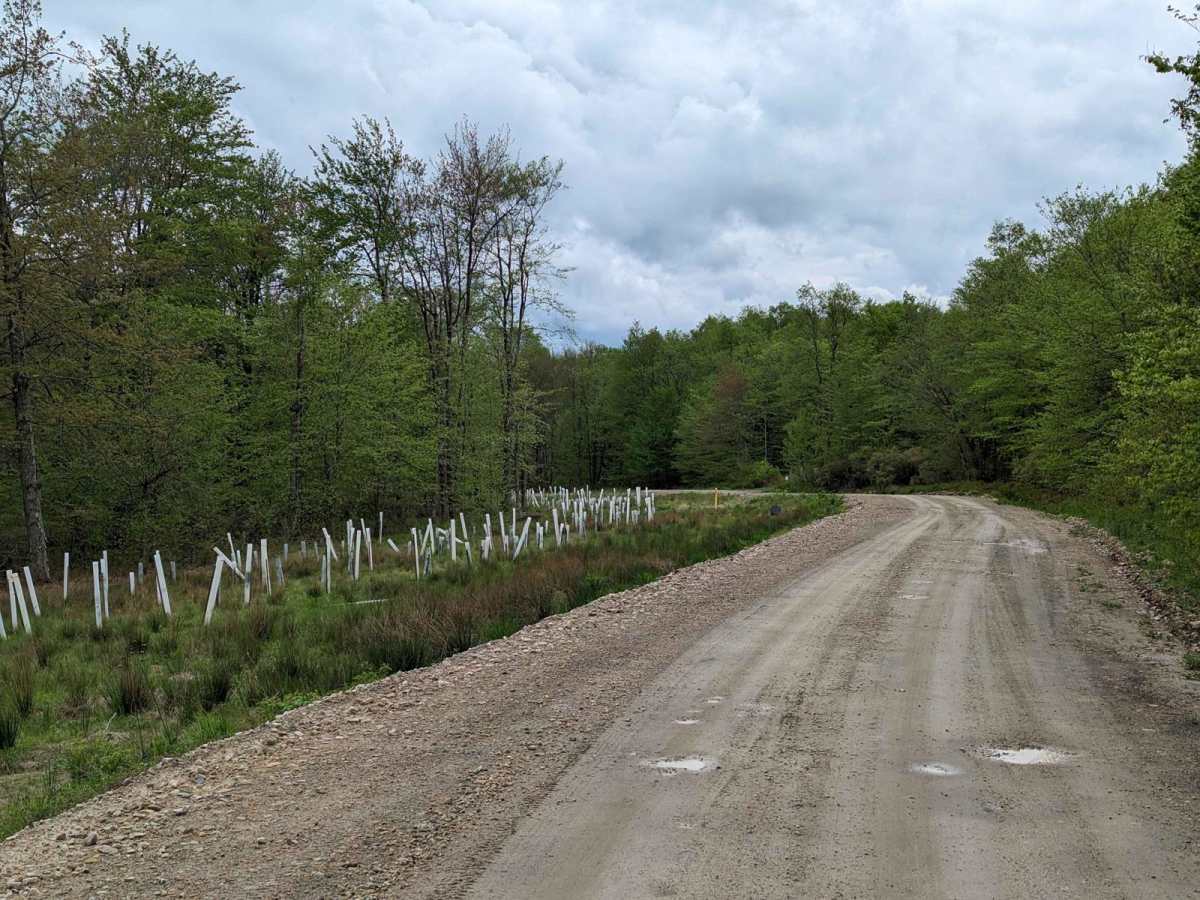 State Game Road photo 6