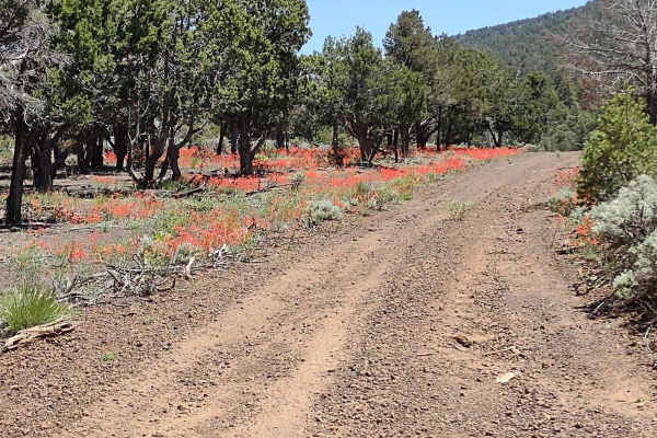Wild Flower Pass (CR 717/Trail 1835)