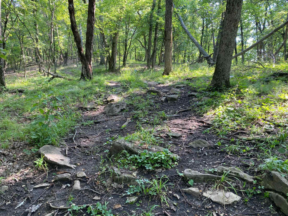 Sugar Maple photo 4