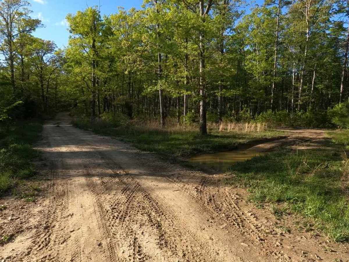 Crane Mountain Ridge FSR 2037 photo 5
