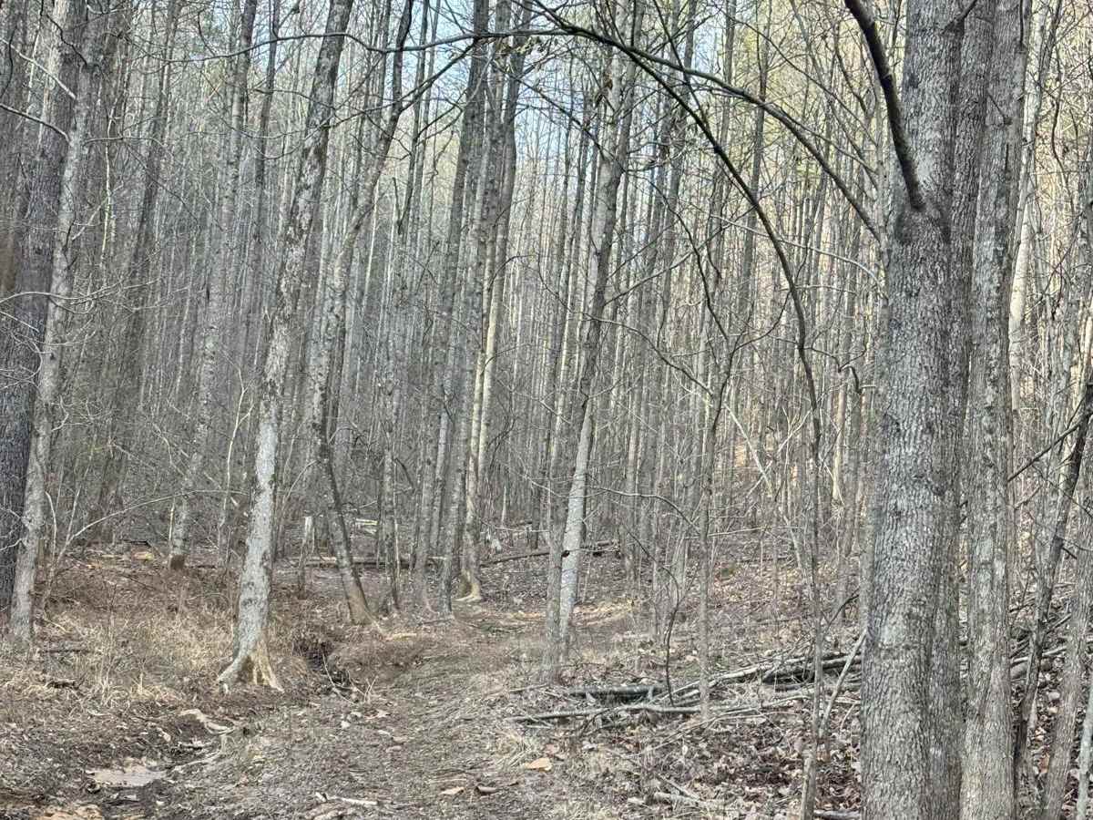 Ed's Holler photo 5