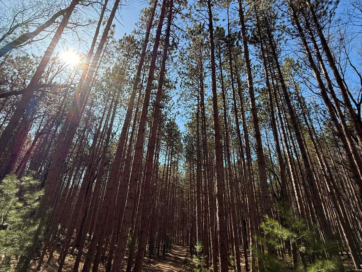 NFS 6808 trail photo
