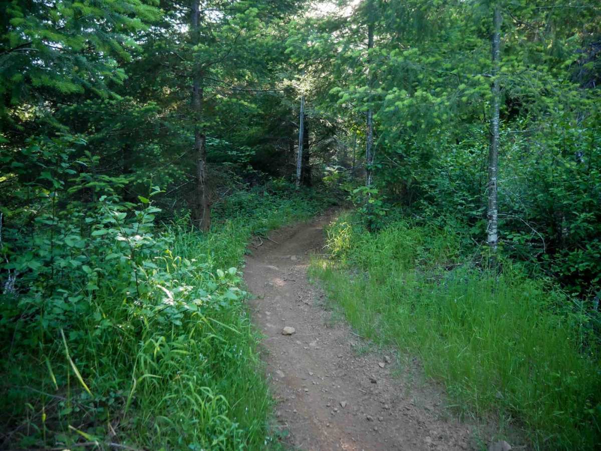 Stumpy trail photo