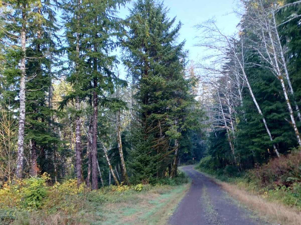 Lewis Creek photo 3