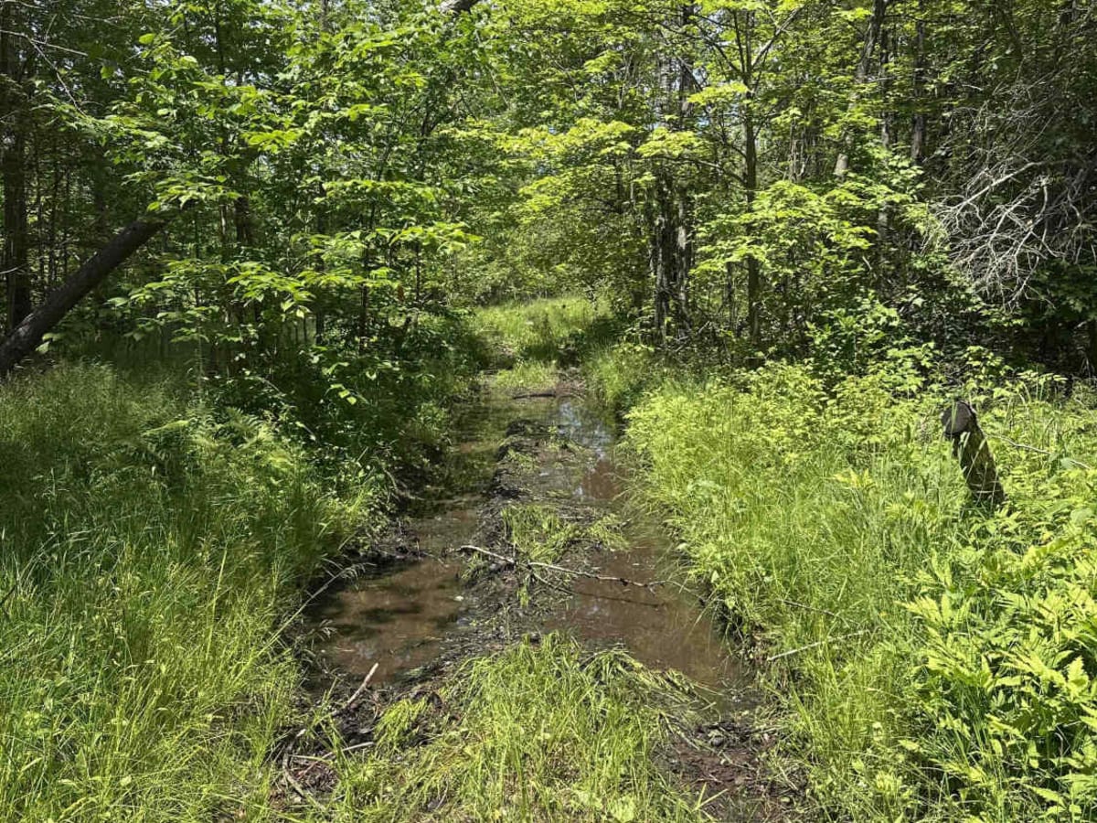 Shrek's Swamp photo 4