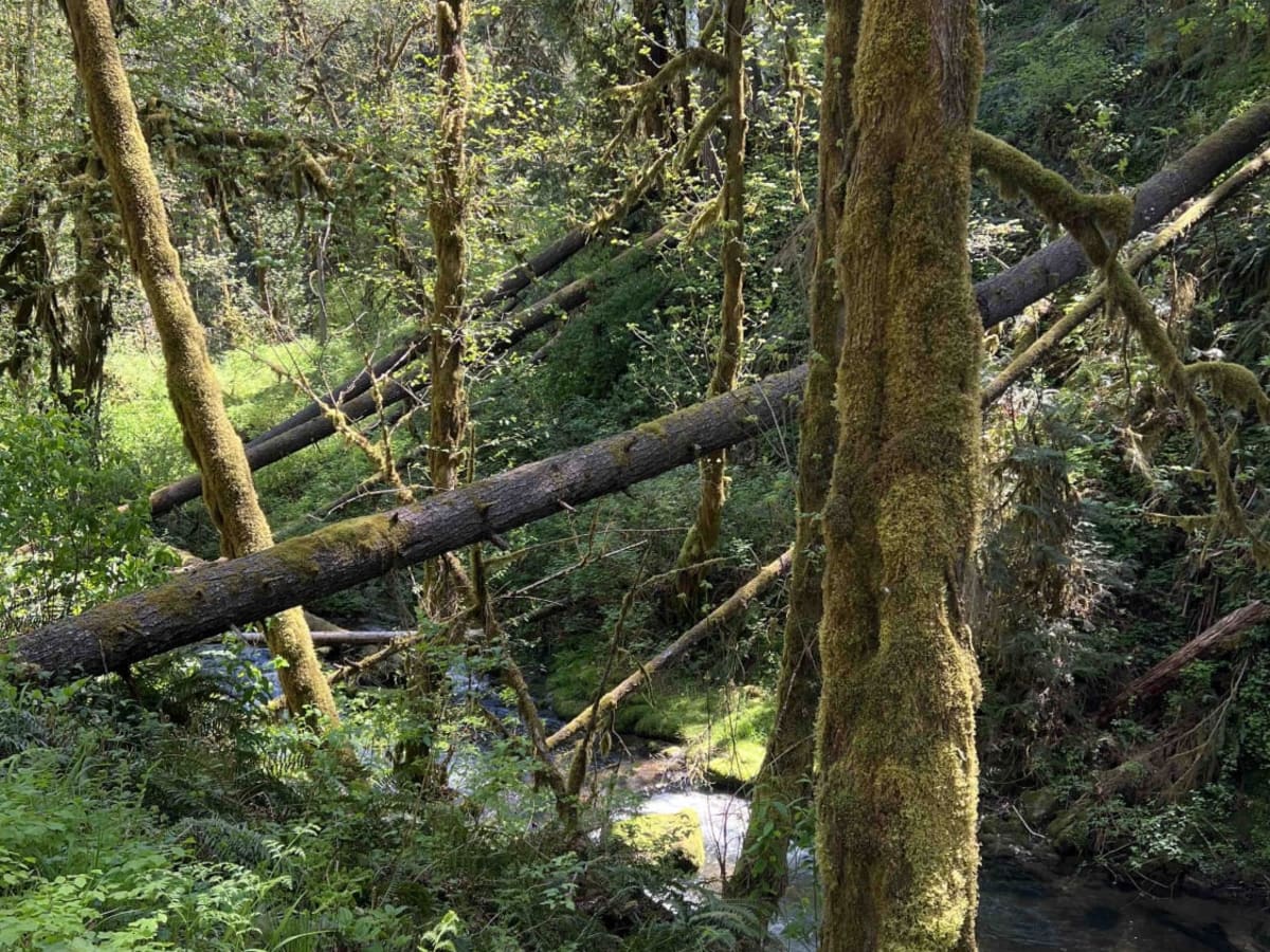Timber Butte photo 5