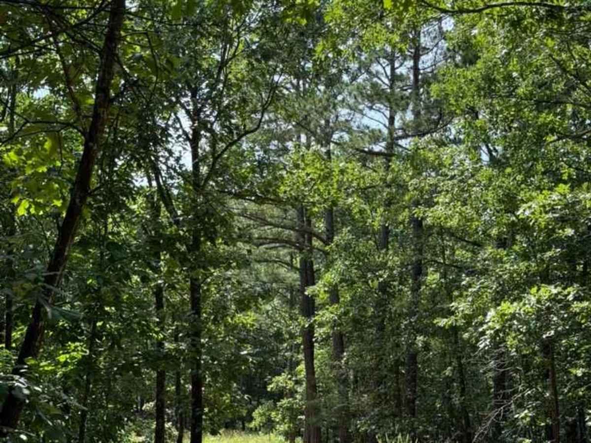 Truce's Trail photo 3